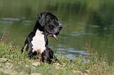 DOGUE ALLEMAND 088